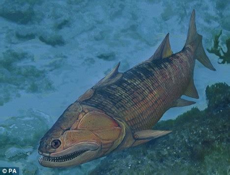 first bony fish|Evolution of fish .